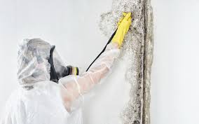 Biohazard Mold Removal in Zillah, WA